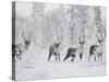 Caribou, Finger Mountain, Alaska, USA-Hugh Rose-Stretched Canvas