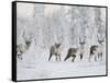 Caribou, Finger Mountain, Alaska, USA-Hugh Rose-Framed Stretched Canvas