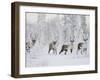 Caribou, Finger Mountain, Alaska, USA-Hugh Rose-Framed Premium Photographic Print