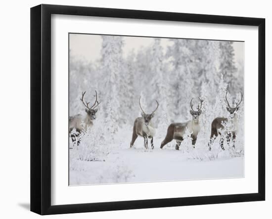 Caribou, Finger Mountain, Alaska, USA-Hugh Rose-Framed Premium Photographic Print