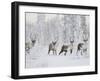 Caribou, Finger Mountain, Alaska, USA-Hugh Rose-Framed Premium Photographic Print