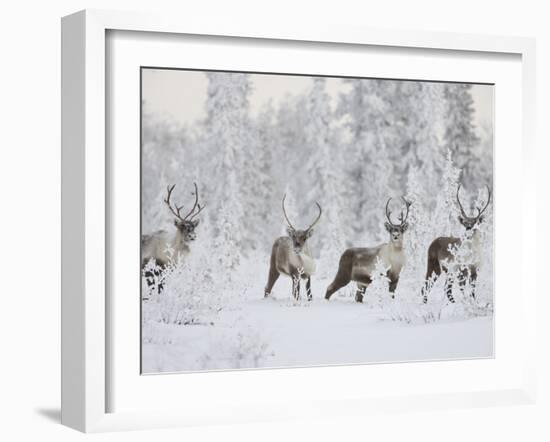 Caribou, Finger Mountain, Alaska, USA-Hugh Rose-Framed Premium Photographic Print