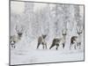 Caribou, Finger Mountain, Alaska, USA-Hugh Rose-Mounted Premium Photographic Print