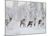 Caribou, Finger Mountain, Alaska, USA-Hugh Rose-Mounted Photographic Print