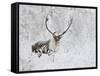 Caribou, Finger Mountain, Alaska, USA-Hugh Rose-Framed Stretched Canvas