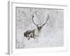 Caribou, Finger Mountain, Alaska, USA-Hugh Rose-Framed Photographic Print