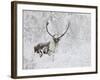 Caribou, Finger Mountain, Alaska, USA-Hugh Rose-Framed Photographic Print