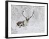 Caribou, Finger Mountain, Alaska, USA-Hugh Rose-Framed Photographic Print