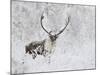 Caribou, Finger Mountain, Alaska, USA-Hugh Rose-Mounted Photographic Print