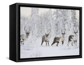 Caribou, Finger Mountain, Alaska, USA-Hugh Rose-Framed Stretched Canvas