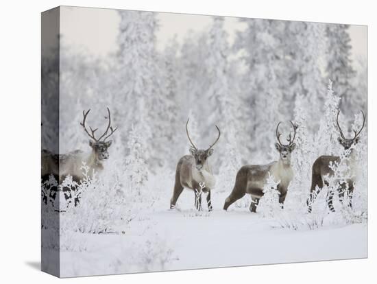 Caribou, Finger Mountain, Alaska, USA-Hugh Rose-Stretched Canvas