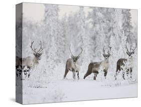 Caribou, Finger Mountain, Alaska, USA-Hugh Rose-Stretched Canvas