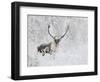 Caribou, Finger Mountain, Alaska, USA-Hugh Rose-Framed Photographic Print