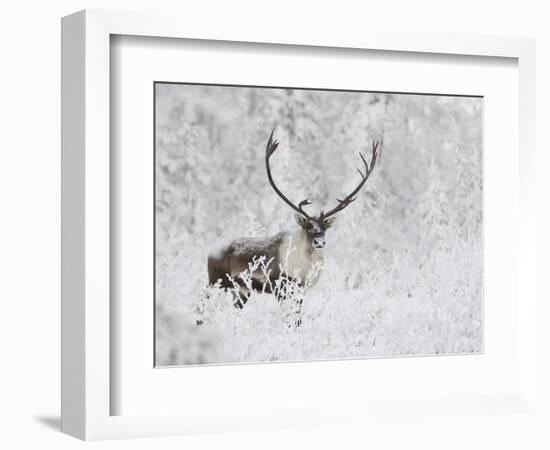 Caribou, Finger Mountain, Alaska, USA-Hugh Rose-Framed Photographic Print