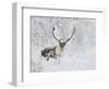 Caribou, Finger Mountain, Alaska, USA-Hugh Rose-Framed Photographic Print