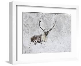 Caribou, Finger Mountain, Alaska, USA-Hugh Rose-Framed Photographic Print