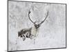 Caribou, Finger Mountain, Alaska, USA-Hugh Rose-Mounted Photographic Print