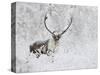 Caribou, Finger Mountain, Alaska, USA-Hugh Rose-Stretched Canvas