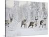 Caribou, Finger Mountain, Alaska, USA-Hugh Rose-Stretched Canvas