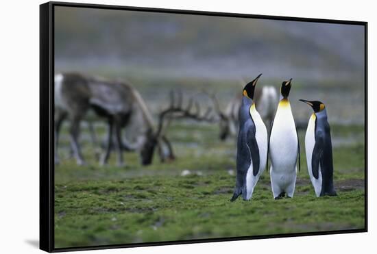 Caribou Grazing Behind King Penguins-Paul Souders-Framed Stretched Canvas