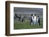 Caribou Grazing Behind King Penguins-Paul Souders-Framed Photographic Print