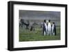 Caribou Grazing Behind King Penguins-Paul Souders-Framed Photographic Print