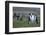 Caribou Grazing Behind King Penguins-Paul Souders-Framed Photographic Print