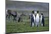 Caribou Grazing Behind King Penguins-Paul Souders-Mounted Photographic Print