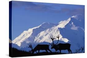 Caribou Grazing Near Wonder Lake Below Mt. Mckinley-null-Stretched Canvas