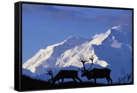 Caribou Grazing Near Wonder Lake Below Mt. Mckinley-null-Framed Stretched Canvas