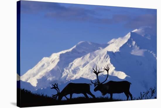 Caribou Grazing Near Wonder Lake Below Mt. Mckinley-null-Stretched Canvas