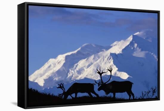 Caribou Grazing Near Wonder Lake Below Mt. Mckinley-null-Framed Stretched Canvas