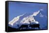 Caribou Grazing Near Wonder Lake Below Mt. Mckinley-null-Framed Stretched Canvas