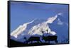 Caribou Grazing Near Wonder Lake Below Mt. Mckinley-null-Framed Stretched Canvas