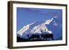 Caribou Grazing Near Wonder Lake Below Mt. Mckinley-null-Framed Photographic Print