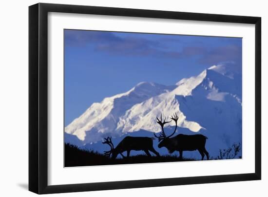 Caribou Grazing Near Wonder Lake Below Mt. Mckinley-null-Framed Photographic Print