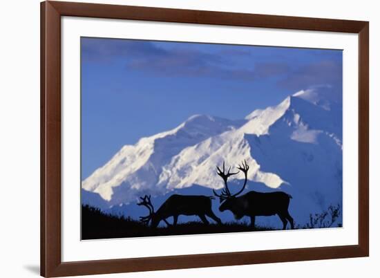 Caribou Grazing Near Wonder Lake Below Mt. Mckinley-null-Framed Photographic Print