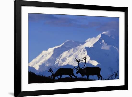 Caribou Grazing Near Wonder Lake Below Mt. Mckinley-null-Framed Photographic Print