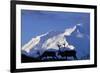 Caribou Grazing Near Wonder Lake Below Mt. Mckinley-null-Framed Photographic Print