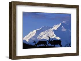 Caribou Grazing Near Wonder Lake Below Mt. Mckinley-null-Framed Photographic Print