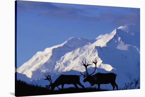 Caribou Grazing Near Wonder Lake Below Mt. Mckinley-null-Stretched Canvas