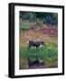 Caribou in Denali National Park, Alaska Range, Alaska, USA-Art Wolfe-Framed Photographic Print