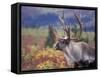 Caribou in Fall Tundra, Denali National Park, Alaska, USA-Howie Garber-Framed Stretched Canvas