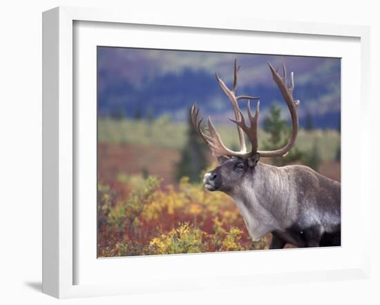 Caribou in Fall Tundra, Denali National Park, Alaska, USA-Howie Garber-Framed Premium Photographic Print