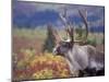 Caribou in Fall Tundra, Denali National Park, Alaska, USA-Howie Garber-Mounted Premium Photographic Print