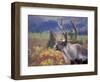 Caribou in Fall Tundra, Denali National Park, Alaska, USA-Howie Garber-Framed Photographic Print