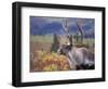 Caribou in Fall Tundra, Denali National Park, Alaska, USA-Howie Garber-Framed Photographic Print