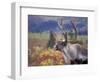 Caribou in Fall Tundra, Denali National Park, Alaska, USA-Howie Garber-Framed Photographic Print