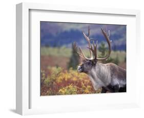 Caribou in Fall Tundra, Denali National Park, Alaska, USA-Howie Garber-Framed Photographic Print