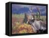 Caribou in Fall Tundra, Denali National Park, Alaska, USA-Howie Garber-Framed Stretched Canvas